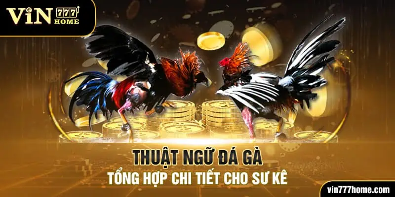 thuật ngữ đá gà vin777