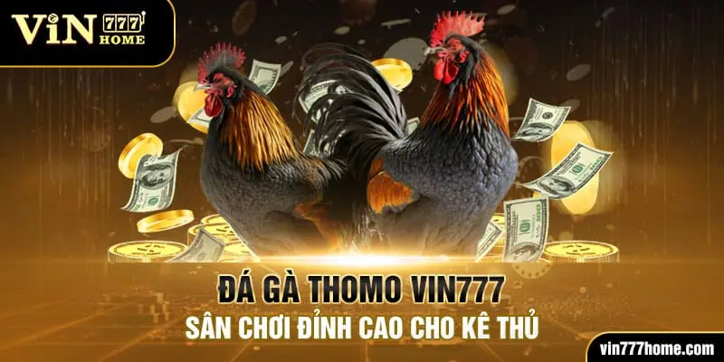 đá gà thomo vin777