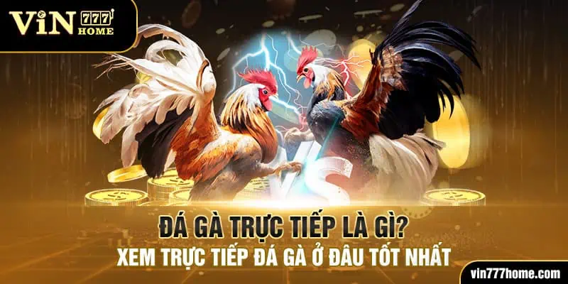 đá gà trực tiếp vin777