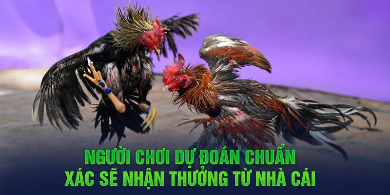 Người chơi dự đoán chuẩn xác sẽ nhận thưởng từ nhà cái 