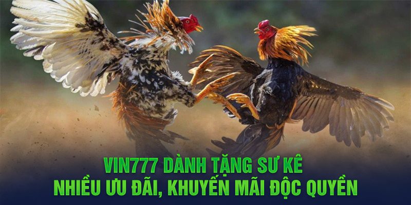 Vin777 dành tặng sư kê nhiều ưu đãi, khuyến mãi độc quyền